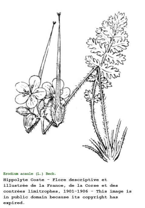 Erodium acaule (L.) Bech. & Thell.